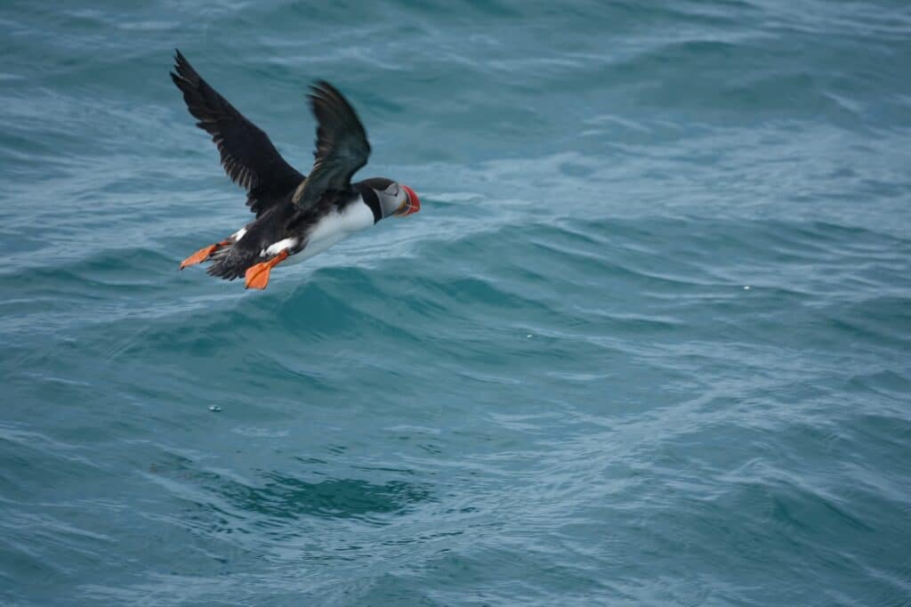 puffin in mid flight - photo taken from a puffin trip inReykjavik harbor
