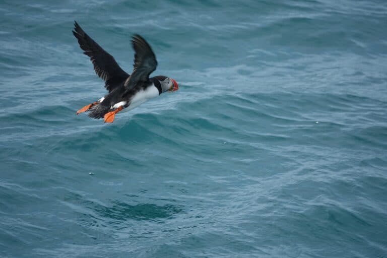 puffin trip - puffin flying close to water surface ready to land