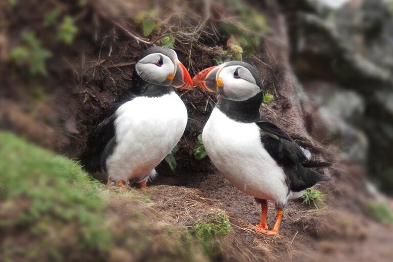 image of 2 puffins, Sea Trips Reykjavik does regular puffin tours during the breeding season using both the speedboat - RIB - and its luxury yachts