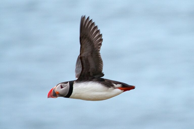 image of a puffin, Sea Trips Reykjavik does regular puffin tours during the breeding season using both the speedboat - RIB - and its luxury yachts