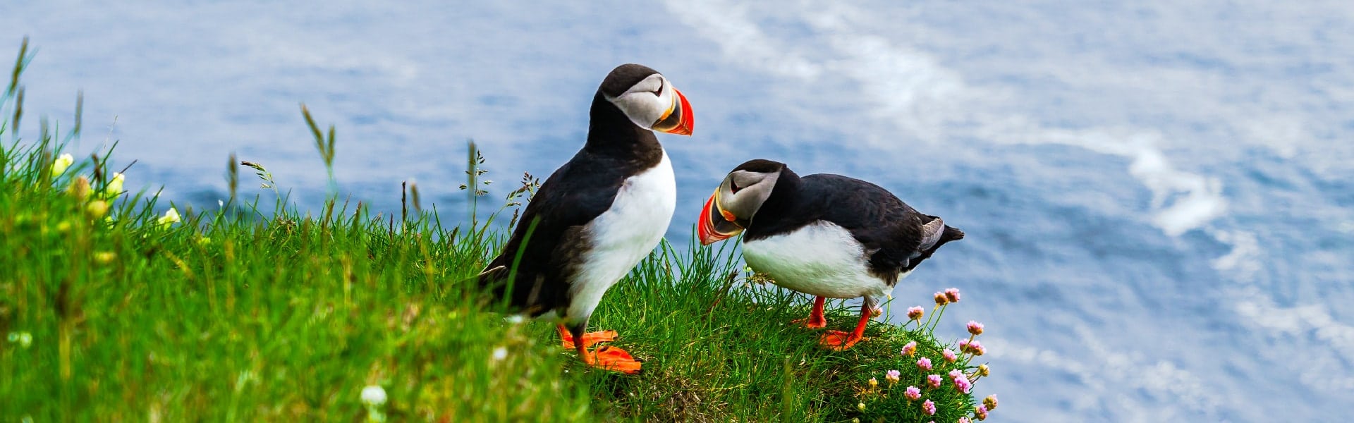 Puffins & Reykjavík In Luxury