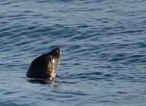 harbour seal are surely one of the cutest icelandic animals - here is a photo of one popping its head out of the water