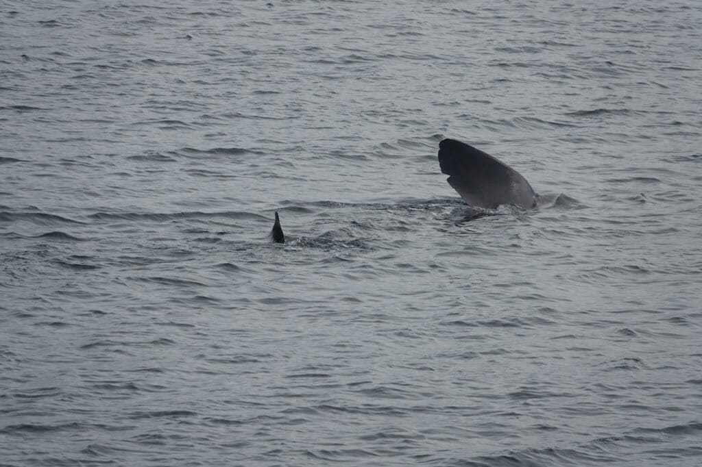 basking shark whale watching in iceland reykjavik