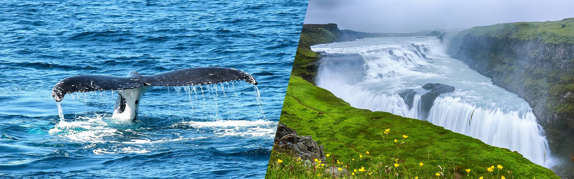 Whales & Golden Circle afternoon