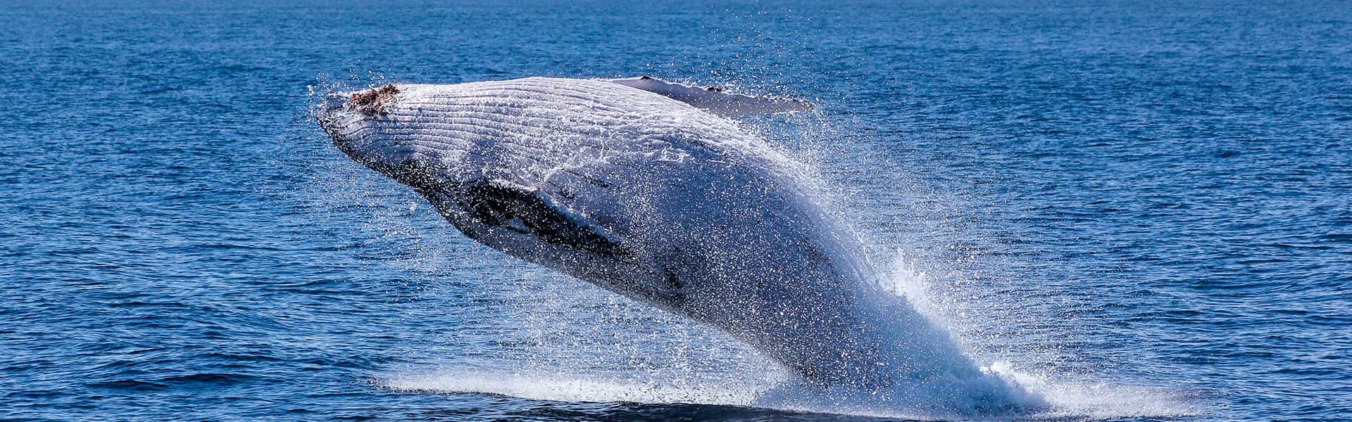 Whale Watching Cruise from Reykjavík