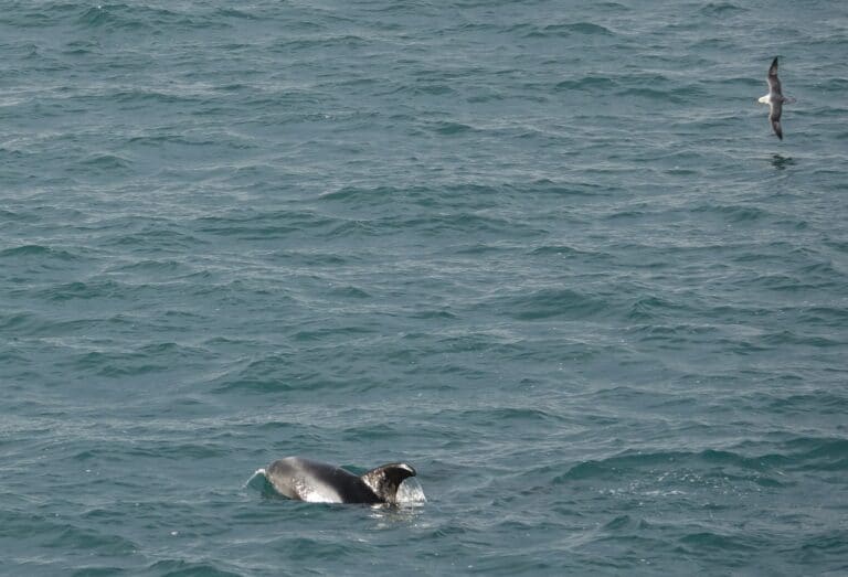 whale watching on a luxury yacht in reykjavik iceland