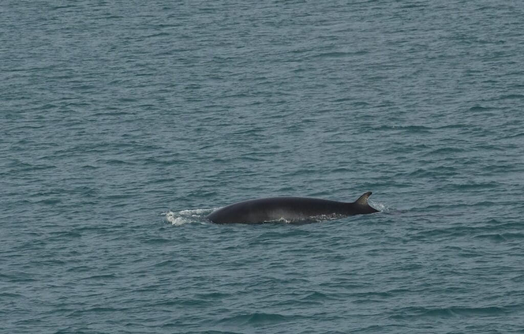 minke whale watching reykjavik