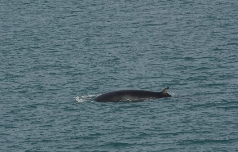 best whale watching in iceland - from a luxury yacht in Reykjavik Iceland