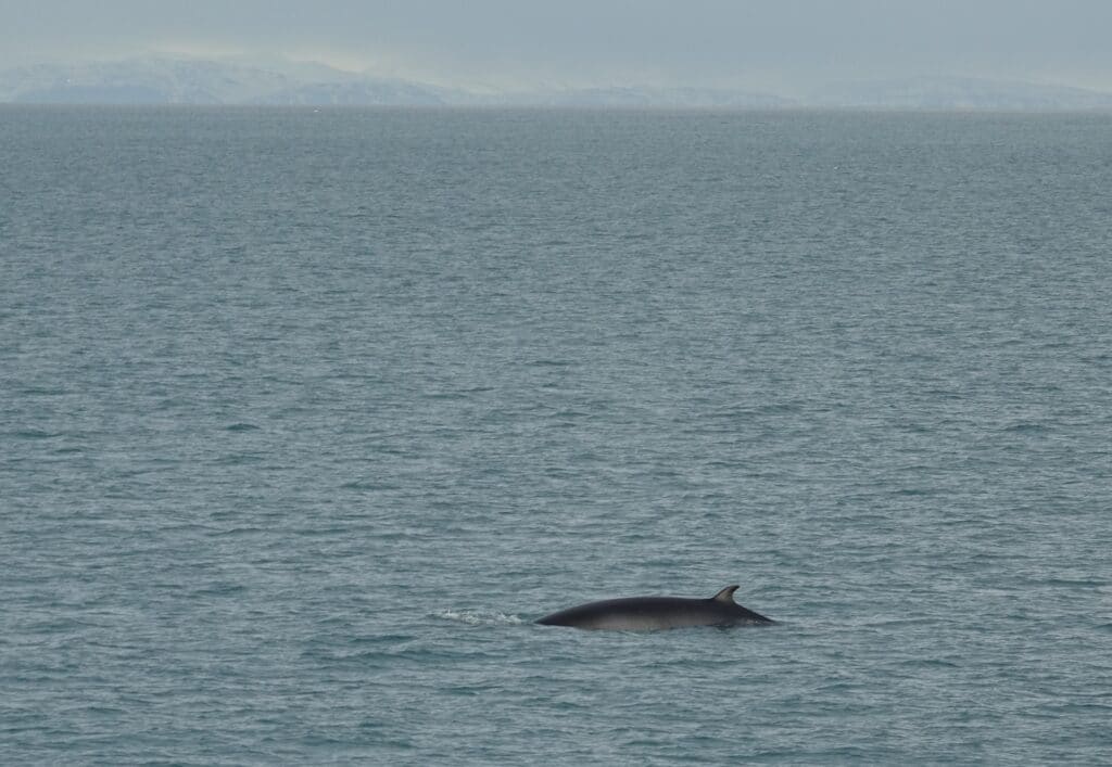 whale watching in reykjavik iceland