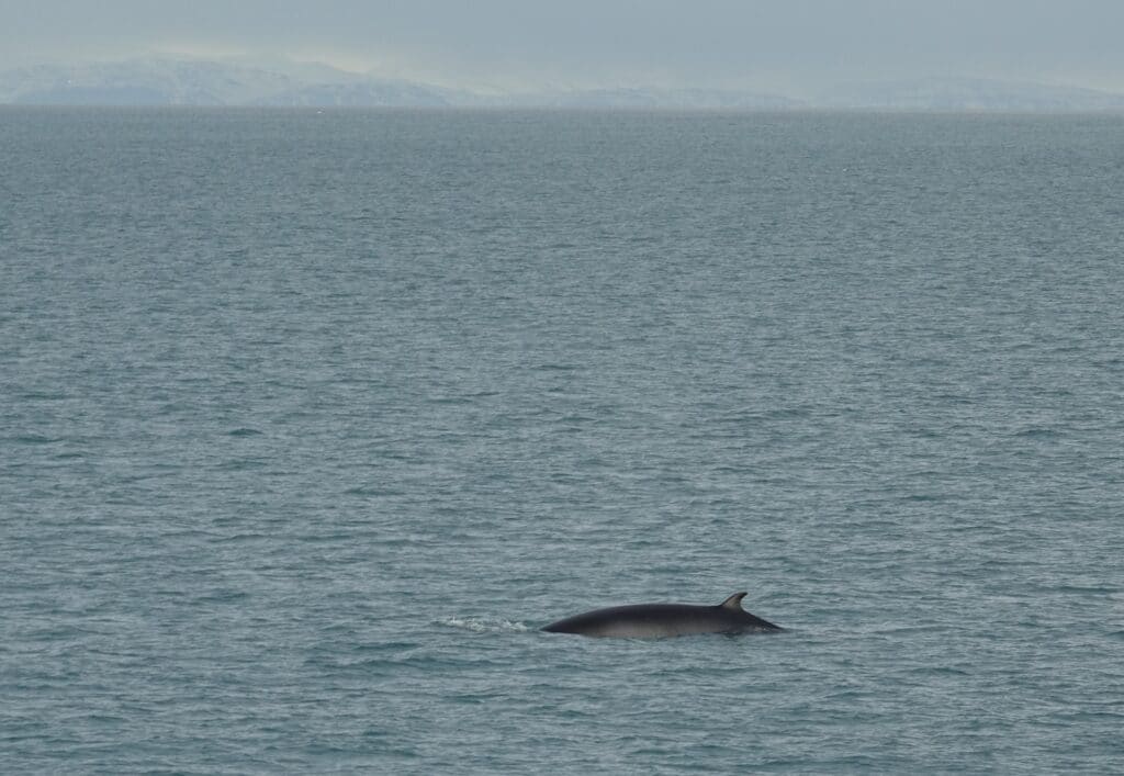 sea trips reykjavik whale watching