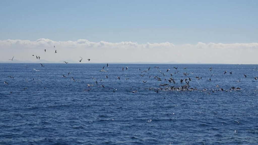 whale spotting in Iceland