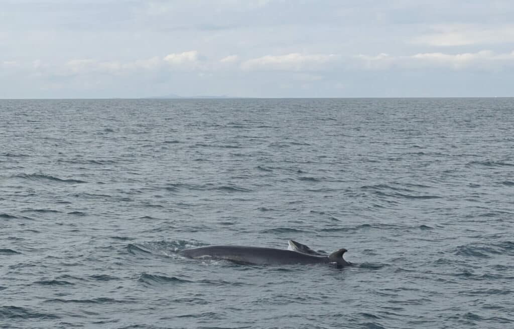 minke whale and calf surfacing in the ocean in Reykjavik bay