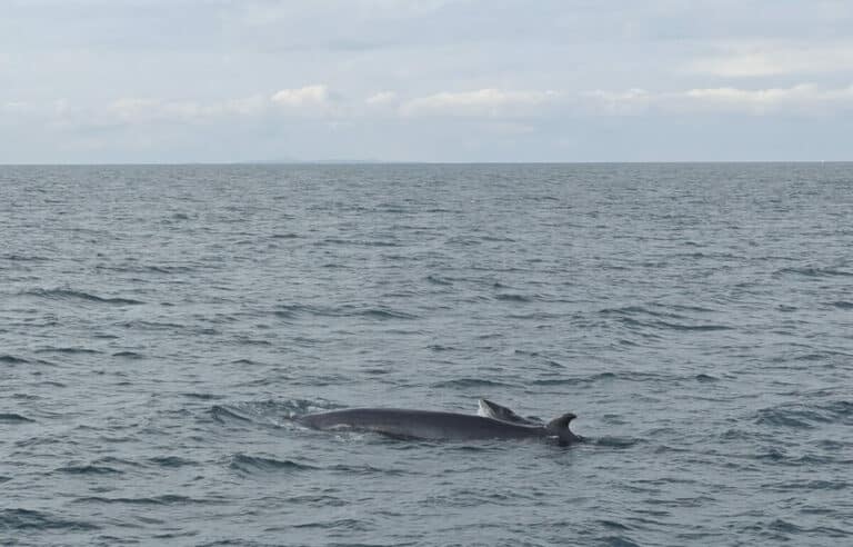 minke whale and calf being viewed from a whale watching trip with sea trips reykjavik in Iceland