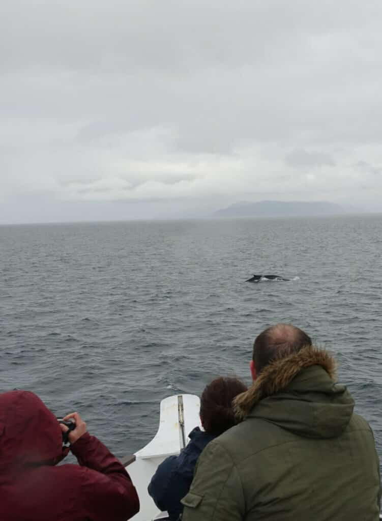 whale watching boat trip