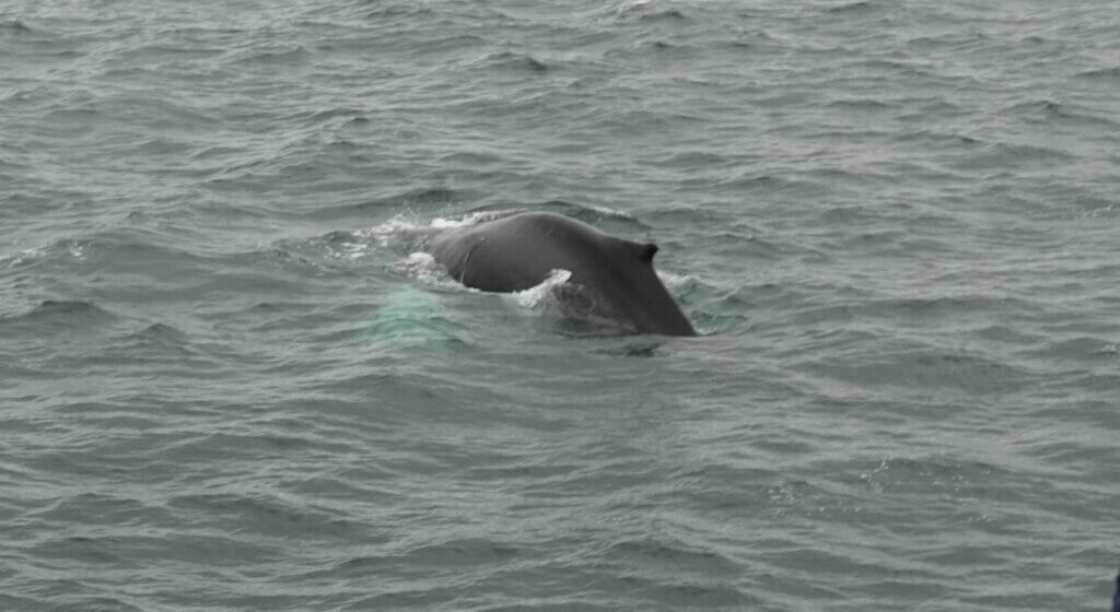 whale watching boat trip reykjavk