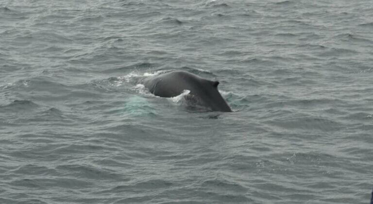 the back of a cetaceans in the ocean, view from a whale watching boat in Iceland