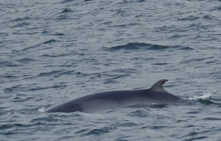 Minke whale side profile seen from a luxury yacht in iceland