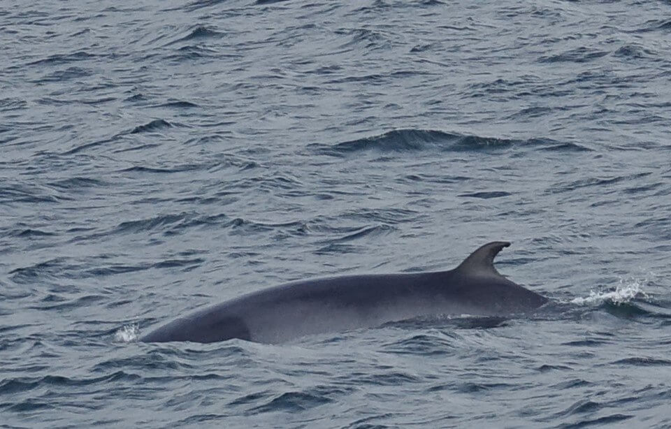 whale watching from Reykjavík