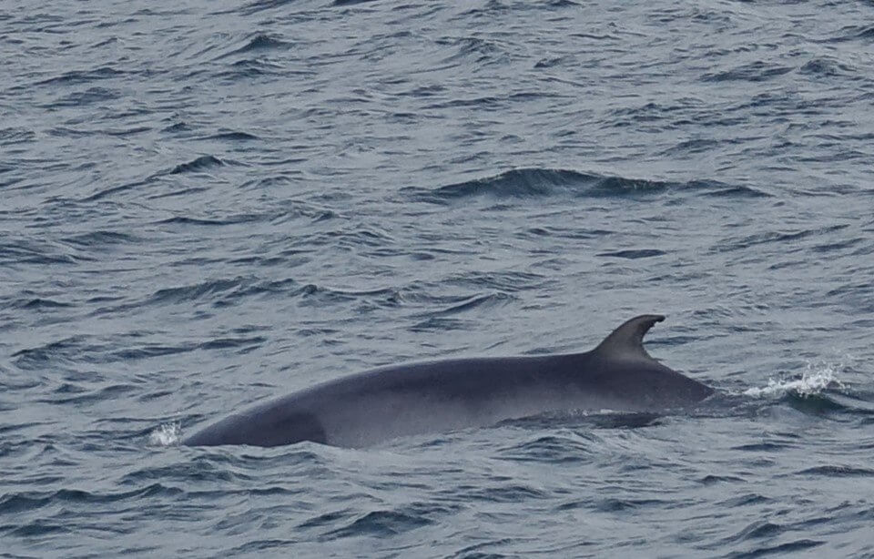 whale watching in iceland