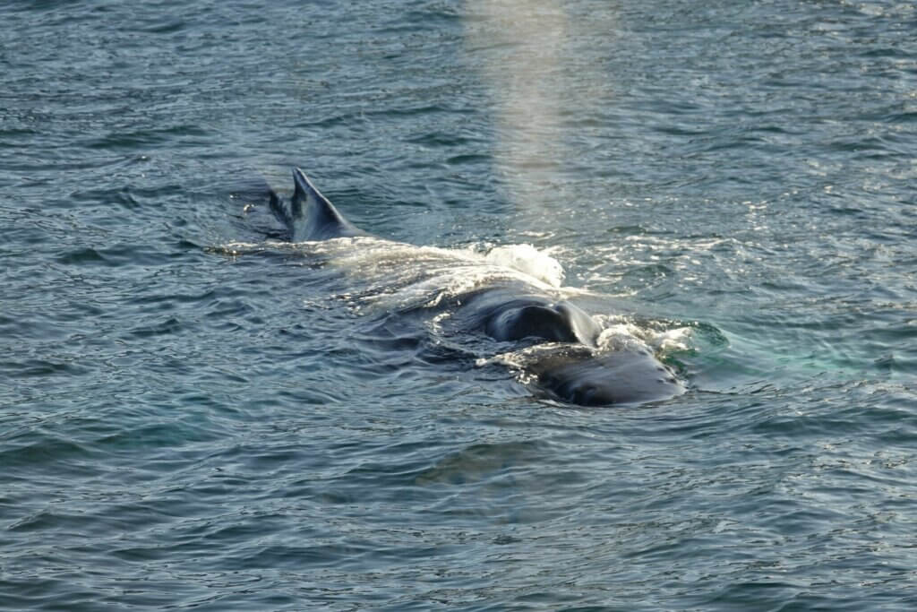 Icelandic animals humpback whale reykjavik