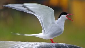 arctic tern standing with wings raised