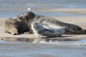 grey seal or gray seal and common seal laying on a beach