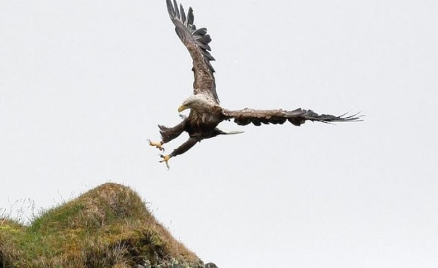 sea eagle hunting in Iceland