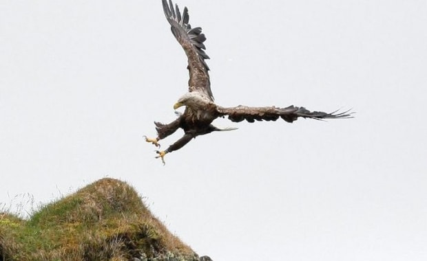 White-tailed sea eagle hunting in Iceland