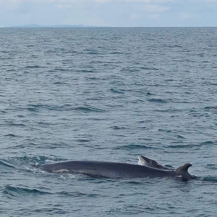 Minke whale mother and calf in iceland.