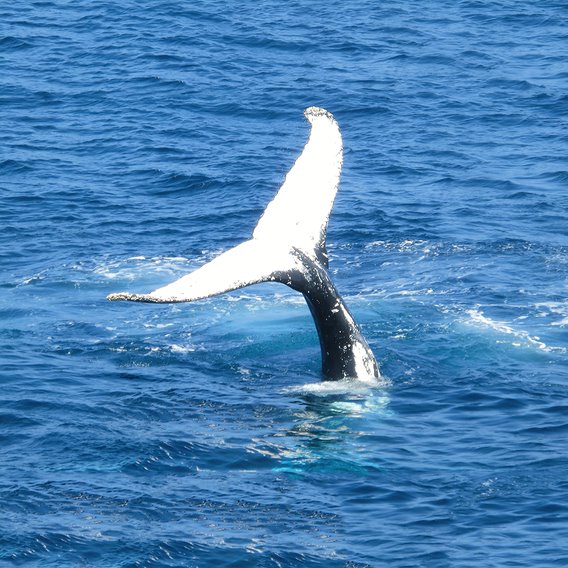 Whale watching in Reykjavík - a white humpback tail sticking out of the ocean.