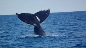 huge whale tail lifted from the water. Whale watching trips often see this behaviour. 