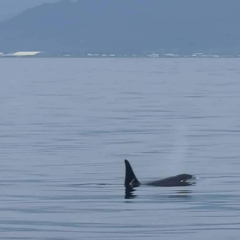 An orca - also known as a killer whale is swimming in calm waters near Reykjavik, Iceland. Its blow as it breathes out can be clearly seen, and it is unfazed by the whale watching yacht that the photo is taken from.