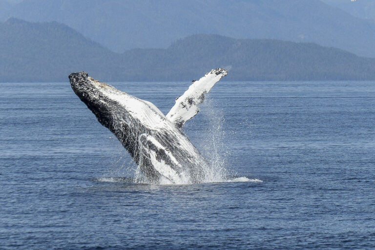 Whale Watching by RIB Speedboat in Reykjavik, Iceland - humpback whale leaping out of the water, lazy breach