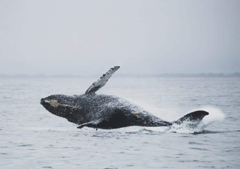 Whale watching from a yacht in Iceland. Humpback whale in full breach. 