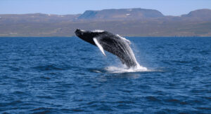 whale watching - humpback whale jumps fully out of the water, a beautiful breach