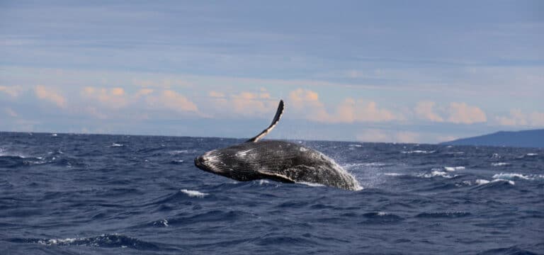 whale-watching