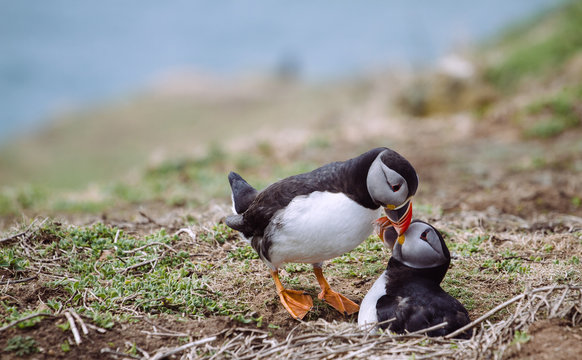 Puffins touching beaks