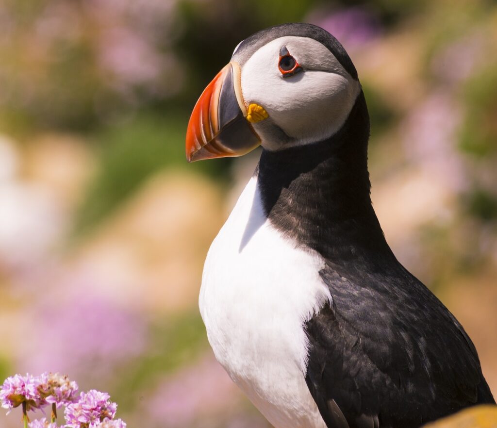 Puffins in Iceland in full colour