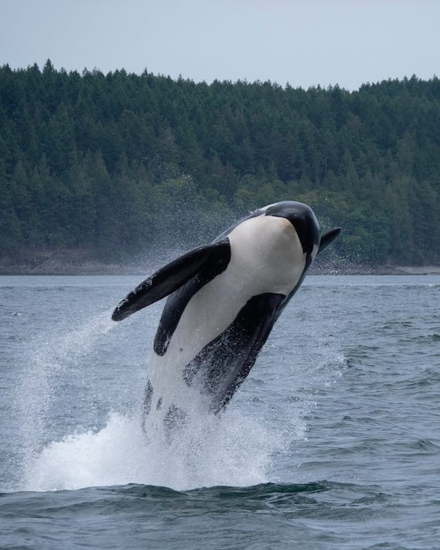 the sound of whales- a killer whale jumping from the ocean