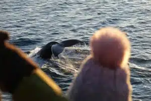 looking at whale