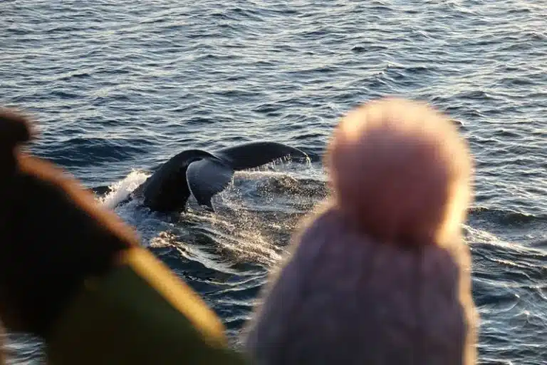 looking at whale