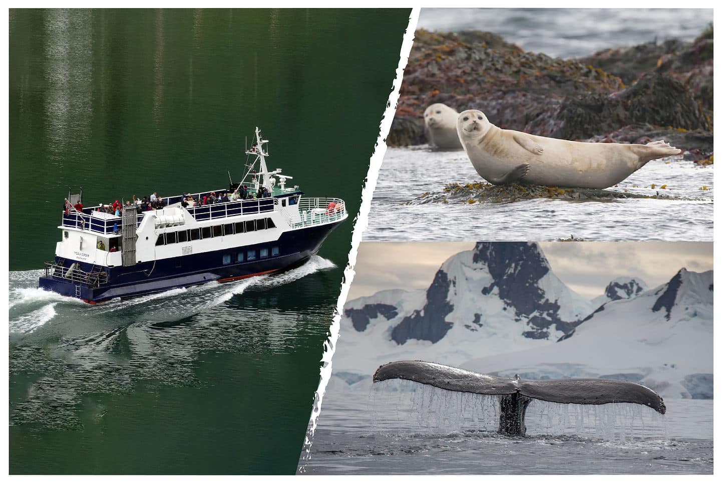 Whale Marine Adventure Tour Sea Trips Reykjavík