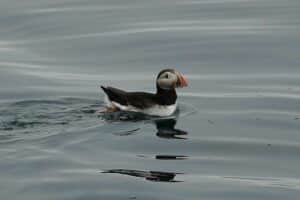 Puffin Observation by Boat from Reykjavik Old Harbour