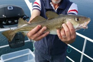 Reykjavik's Finest Catch: Guided Sea Angling Tour