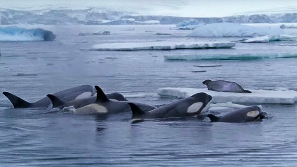 Killer Whales Working Together to Hunt Seals on Ice | whale watching season