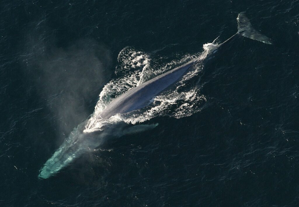 whale, rorqual, balaenopterid, blue whale