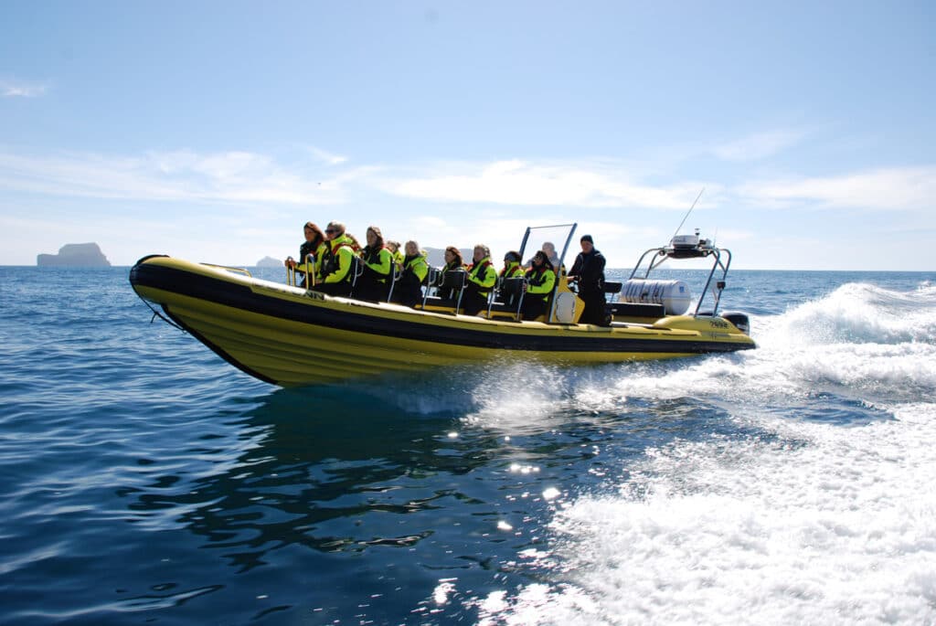 RIB speedboat whale watching from Reykjavík