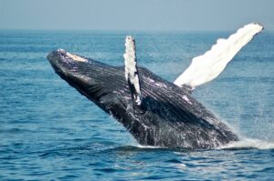 Whale breaching the water. Fun facts about whales