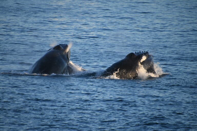 Humpback whales in Iceland