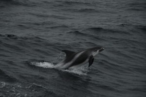 Reykjavik Iceland, whale watching Tour photo; Wild white-beaked dolphin jumping